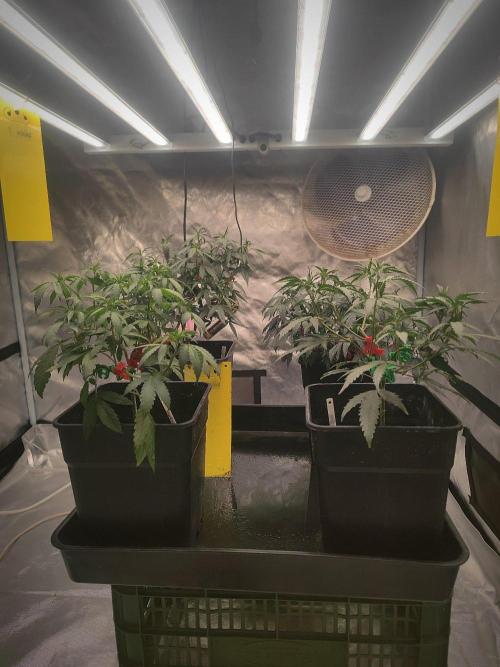 (Clon) Kritical GB FEM "GB SEEDS". Week 5