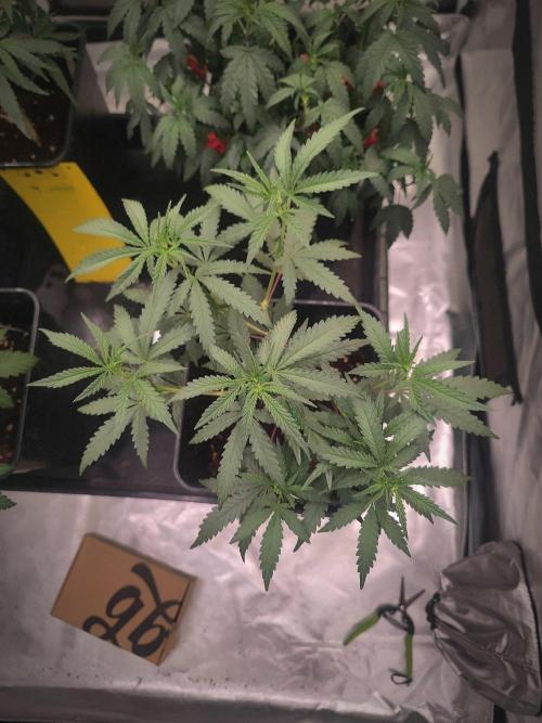 (Clon) Kritical GB FEM "GB SEEDS". Week 5