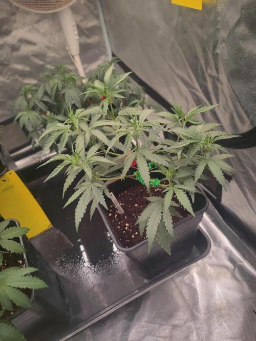 (Clon) Kritical GB FEM "GB SEEDS". Week 5