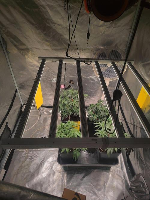 (Clon) Kritical GB FEM "GB SEEDS". Week 5