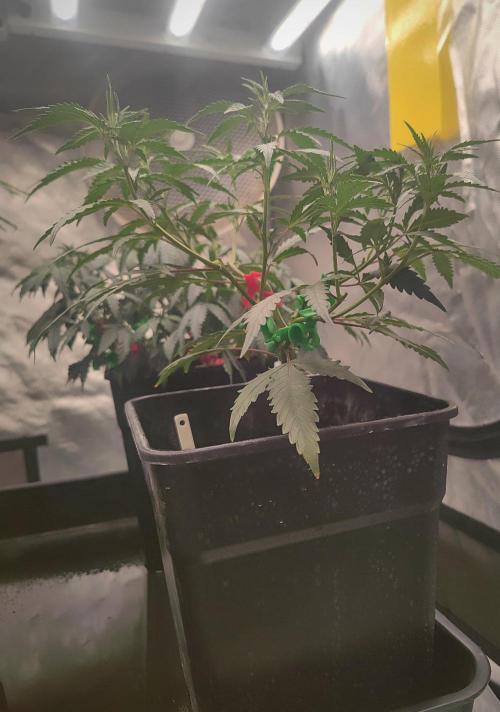 (Clon) Kritical GB FEM "GB SEEDS". Week 5