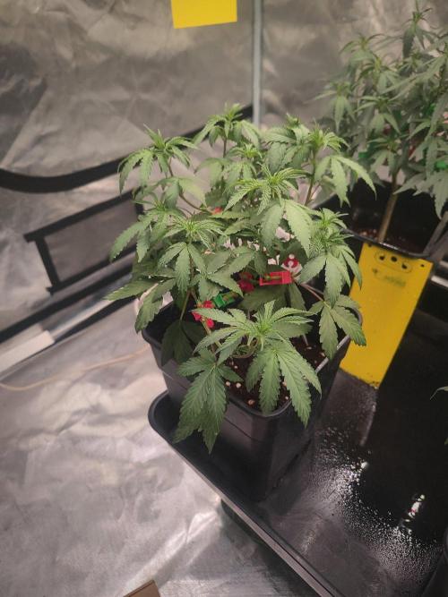 Blue Zushi L.E. "Grower Choice". Week 5
