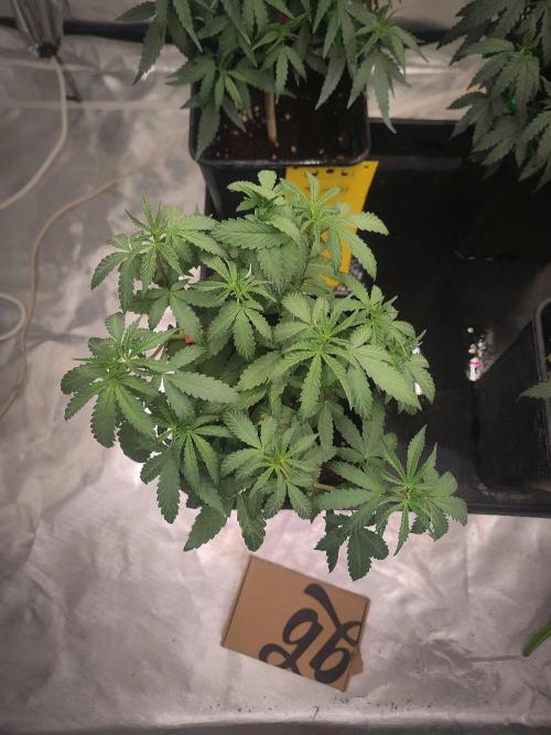 Blue Zushi L.E. "Grower Choice". Week 5