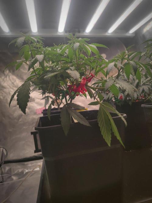 Blue Zushi L.E. "Grower Choice". Week 5