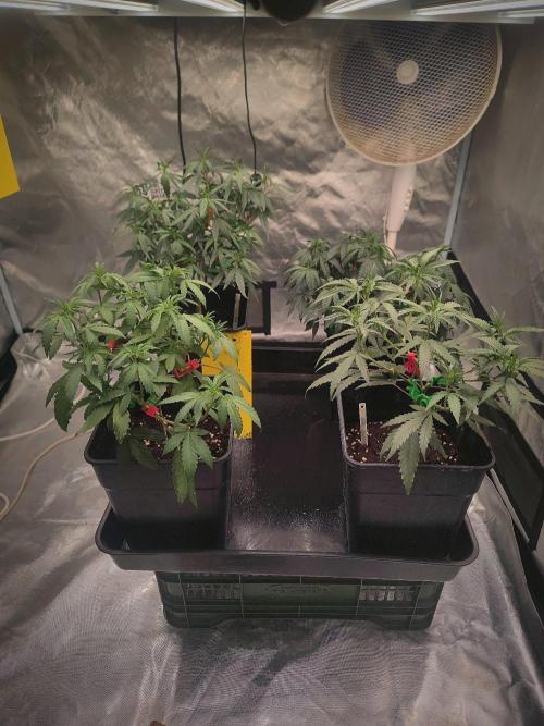 CRITICAL FEM "GB STRAINS. Week 5
