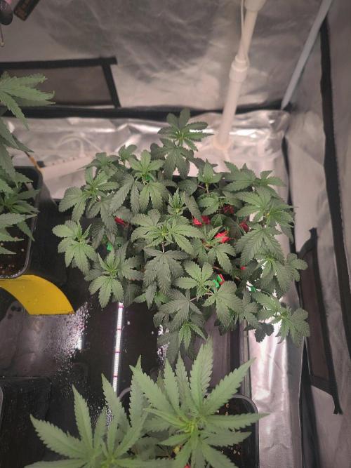 CRITICAL FEM "GB STRAINS. Week 5