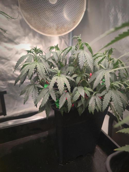 CRITICAL FEM "GB STRAINS. Week 5