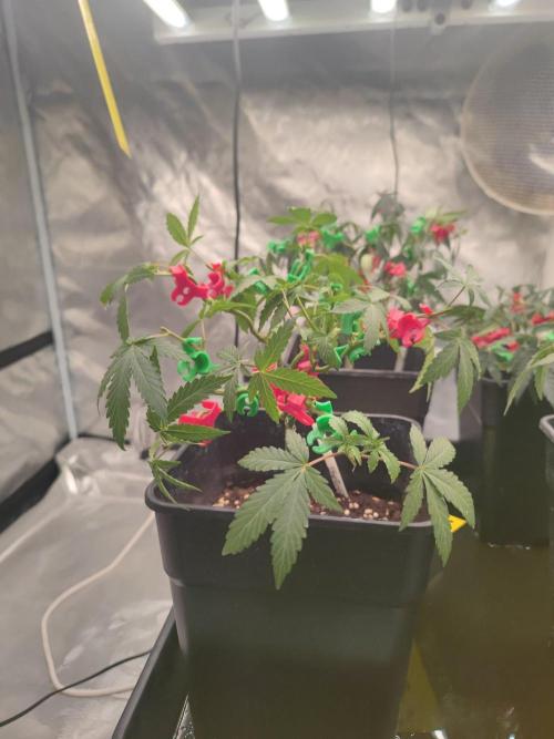 Blue Zushi. Week 5