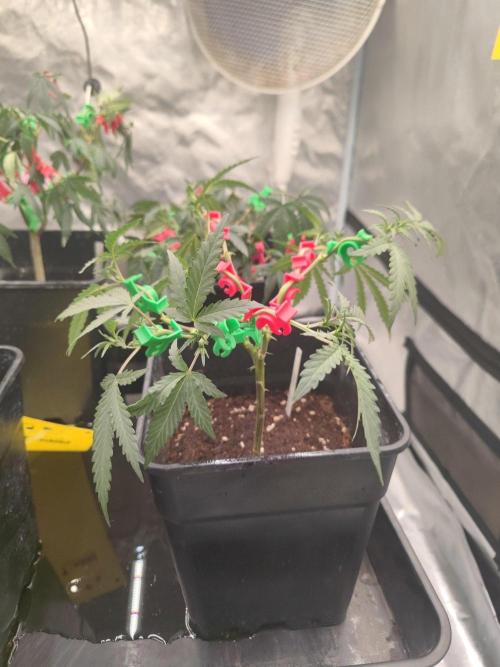 (Clon) Kritical GB FEM "GB SEEDS". Week 5