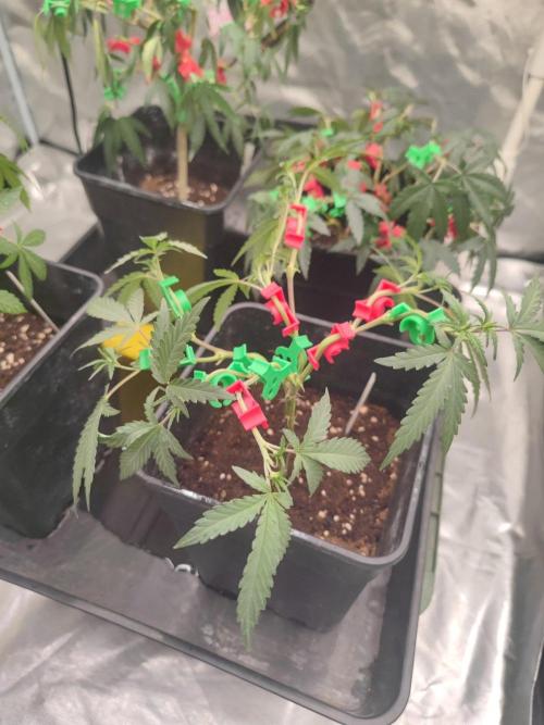 (Clon) Kritical GB FEM "GB SEEDS". Week 5