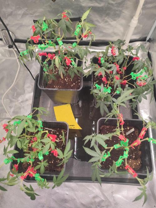 Kritical GB. Week 5