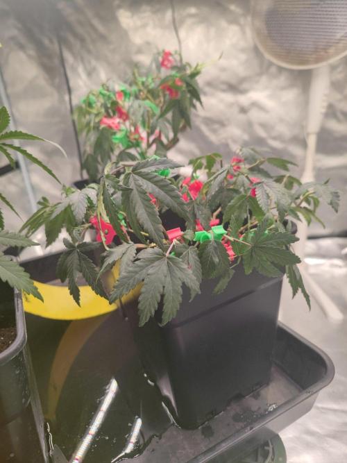 CRITICAL FEM "GB STRAINS. Week 5