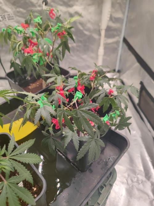 CRITICAL FEM "GB STRAINS. Week 5