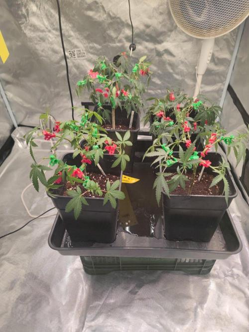 CRITICAL FEM "GB STRAINS. Week 5