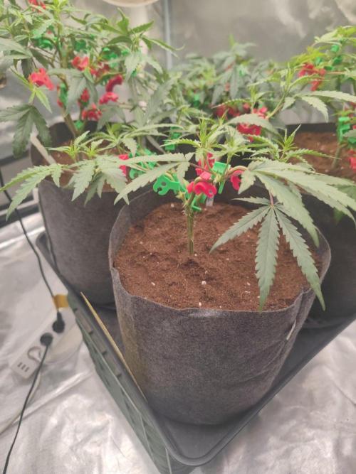 (Clon) Kritical GB FEM "GB SEEDS". Week 5