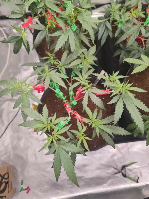 (Clon) Kritical GB FEM "GB SEEDS". Week 5