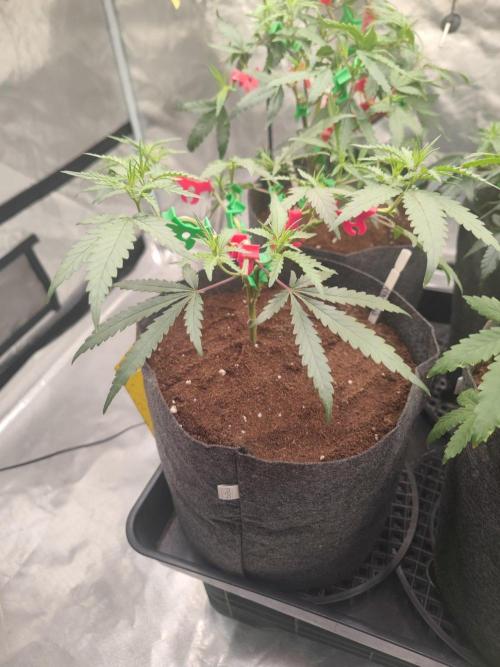 (Clon) Kritical GB FEM "GB SEEDS". Week 5