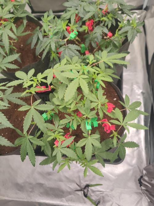 Blue Zushi L.E. "Grower Choice". Week 5