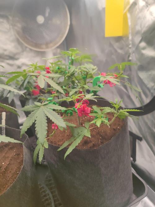 Blue Zushi L.E. "Grower Choice". Week 5
