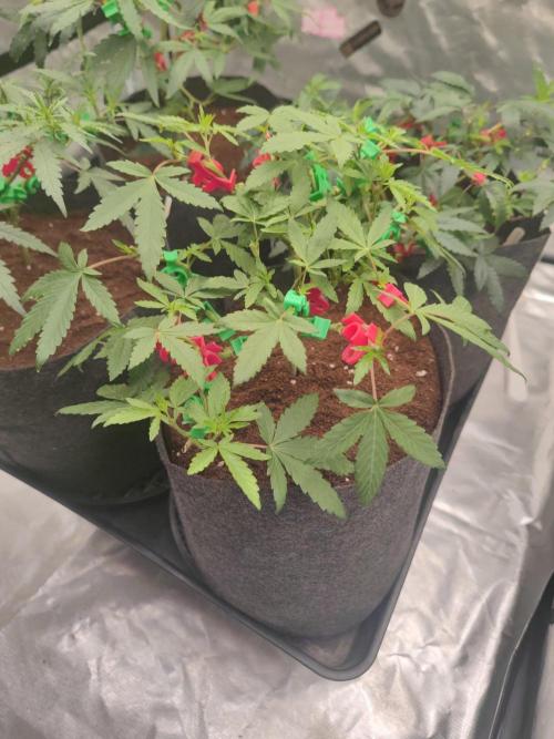Blue Zushi L.E. "Grower Choice". Week 5