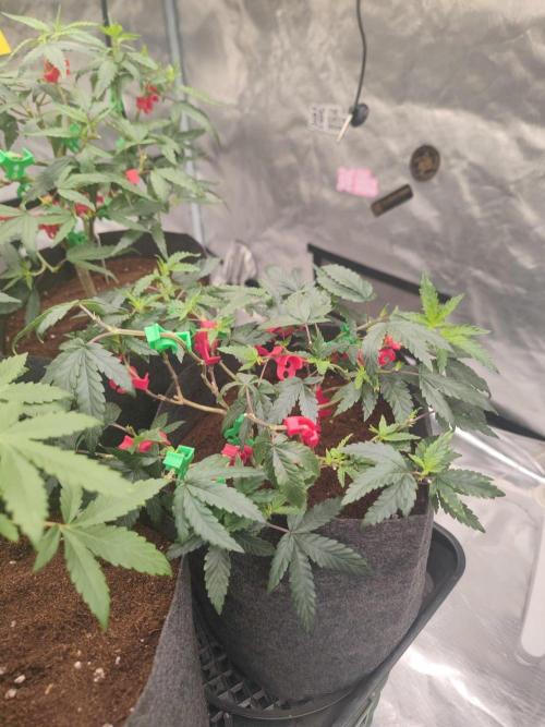 CRITICAL FEM "GB STRAINS. Week 5
