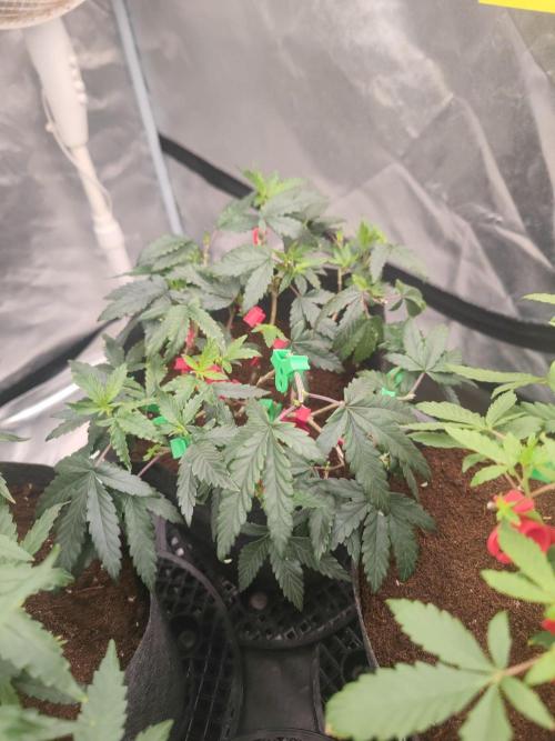 CRITICAL FEM "GB STRAINS. Week 5