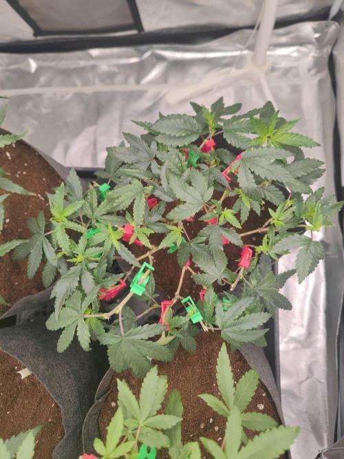 CRITICAL FEM "GB STRAINS. Week 5