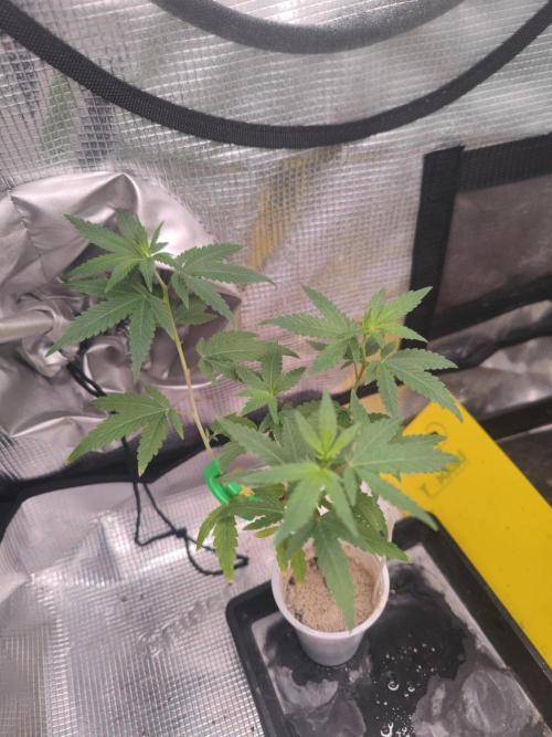 💚Carpa de esquejes y sus cuidados 💚. Week 13