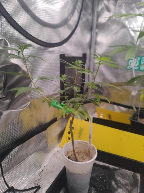 💚Carpa de esquejes y sus cuidados 💚. Week 13