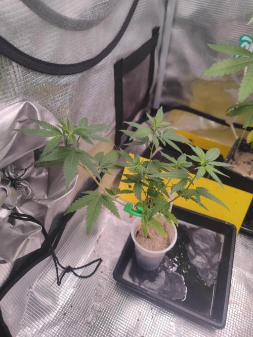 💚Carpa de esquejes y sus cuidados 💚. Week 13