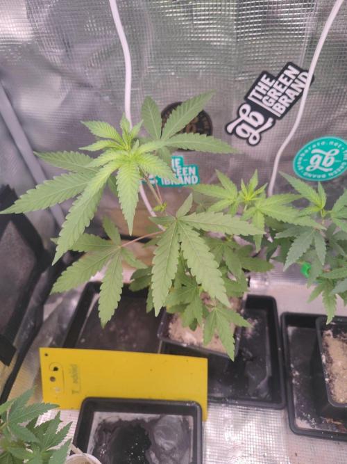 💚Carpa de esquejes y sus cuidados 💚. Week 13