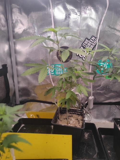 💚Carpa de esquejes y sus cuidados 💚. Week 13