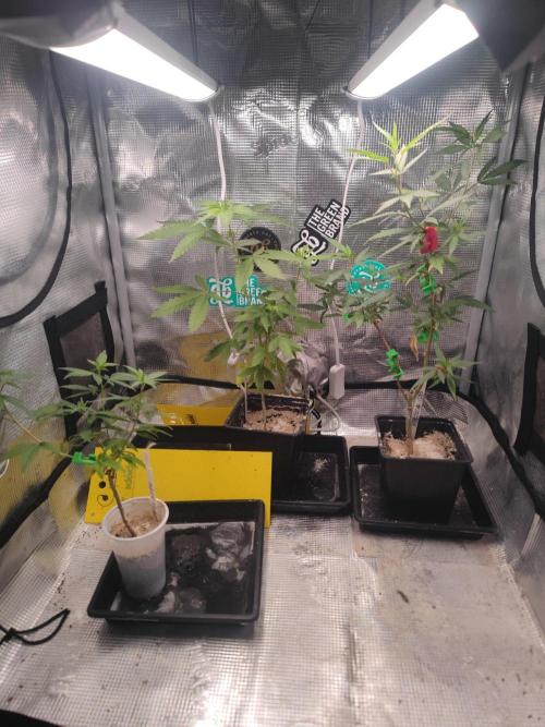 💚Carpa de esquejes y sus cuidados 💚. Week 13