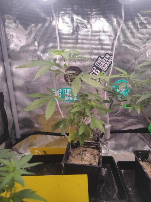 💚Carpa de esquejes y sus cuidados 💚. Week 13