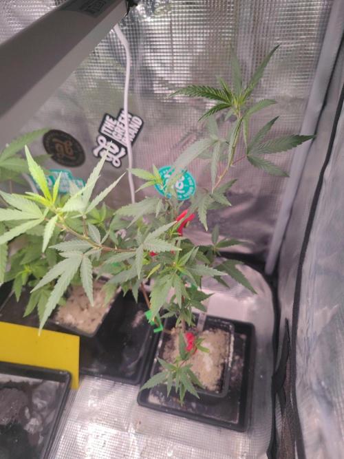 💚Carpa de esquejes y sus cuidados 💚. Week 13