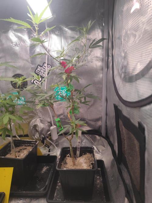 💚Carpa de esquejes y sus cuidados 💚. Week 13