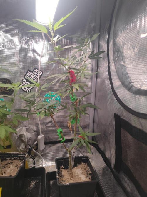 💚Carpa de esquejes y sus cuidados 💚. Week 13