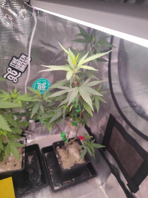 💚Carpa de esquejes y sus cuidados 💚. Week 13