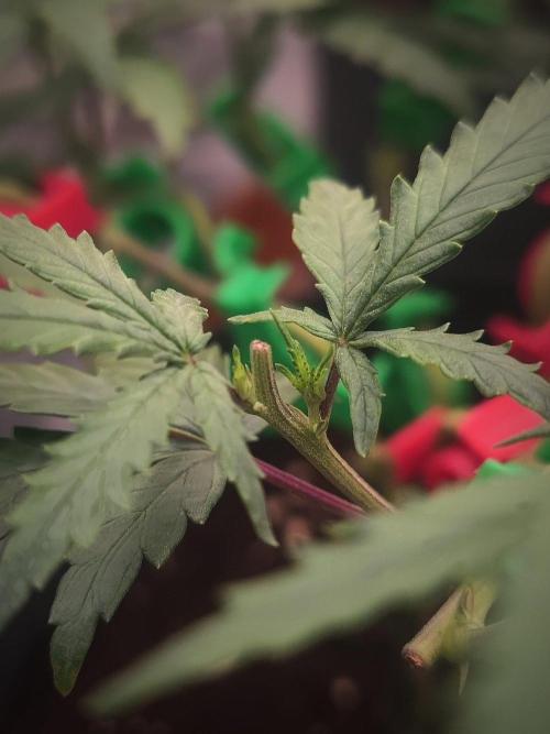 GB Strains - Kritical GB by Chrisandweed