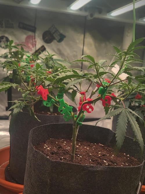 (Clon) Kritical GB FEM "GB SEEDS". Week 6