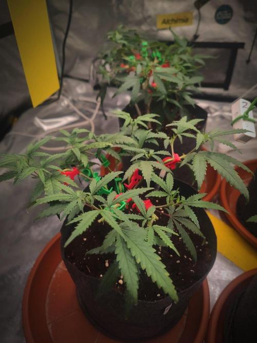(Clon) Kritical GB FEM "GB SEEDS". Week 6