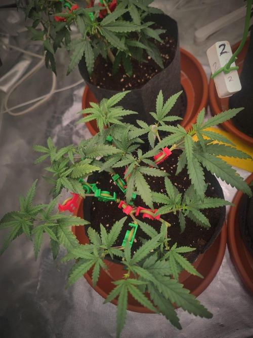 (Clon) Kritical GB FEM "GB SEEDS". Week 6