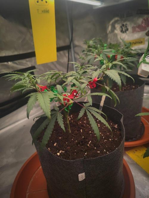 (Clon) Kritical GB FEM "GB SEEDS". Week 6