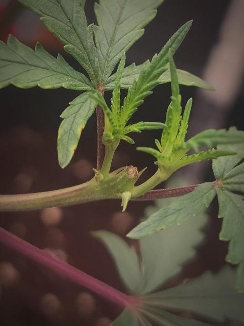 (Clon) Kritical GB FEM "GB SEEDS". Week 6