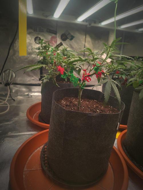 (Clon) Kritical GB FEM "GB SEEDS". Week 6