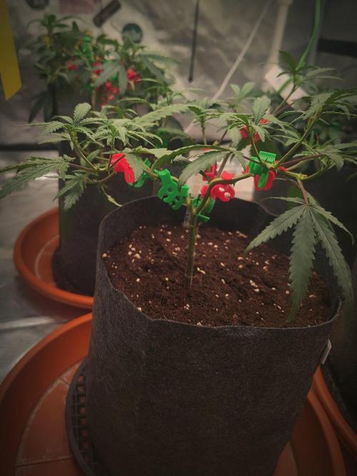 (Clon) Kritical GB FEM "GB SEEDS". Week 6