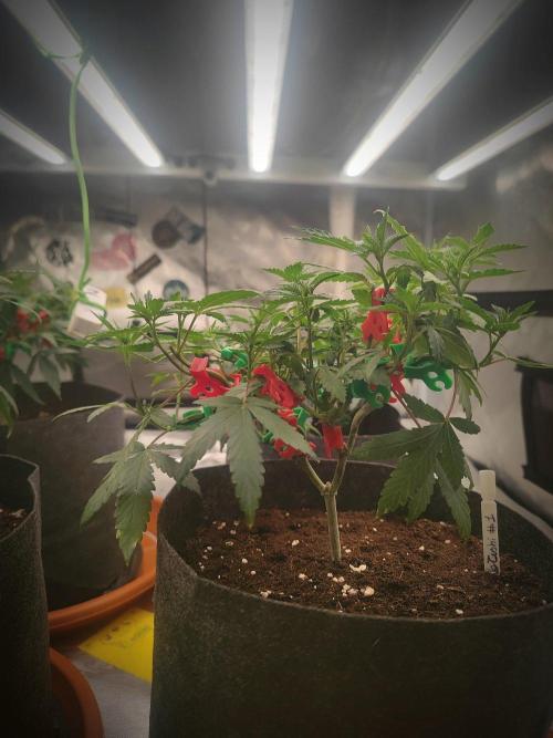 Blue Zushi L.E. "Grower Choice". Week 6