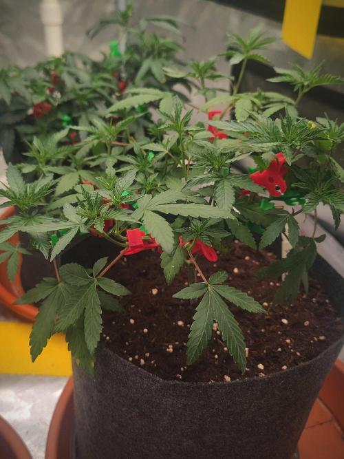 Blue Zushi L.E. "Grower Choice". Week 6