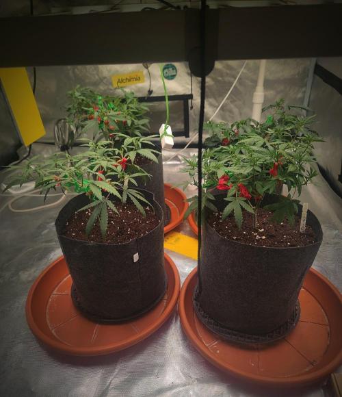 Blue Zushi L.E. "Grower Choice". Week 6