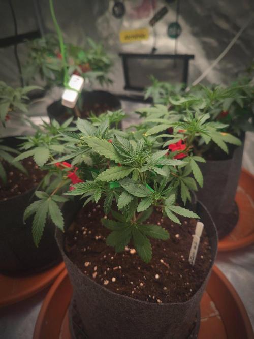 Blue Zushi L.E. "Grower Choice". Week 6